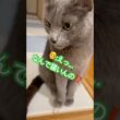 記憶喪失になったパパ😭 #猫 #ロシアンブルー #catshorts #shorts