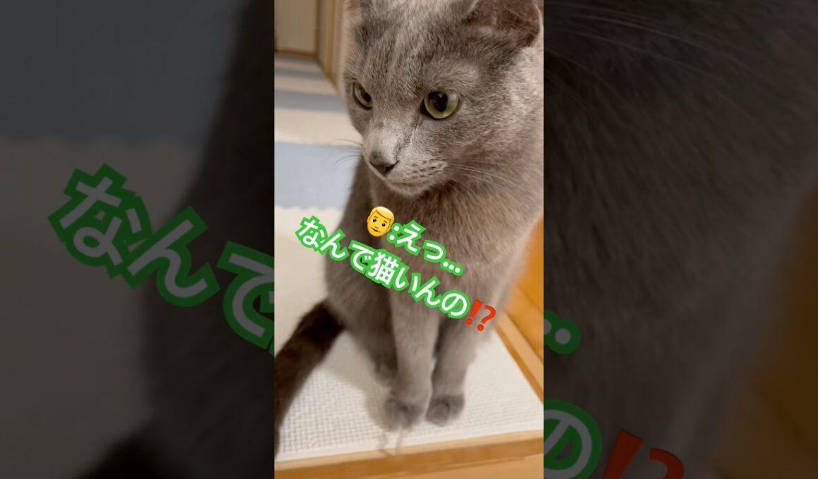 記憶喪失になったパパ😭 #猫 #ロシアンブルー #catshorts #shorts