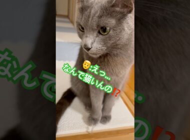 記憶喪失になったパパ😭 #猫 #ロシアンブルー #catshorts #shorts