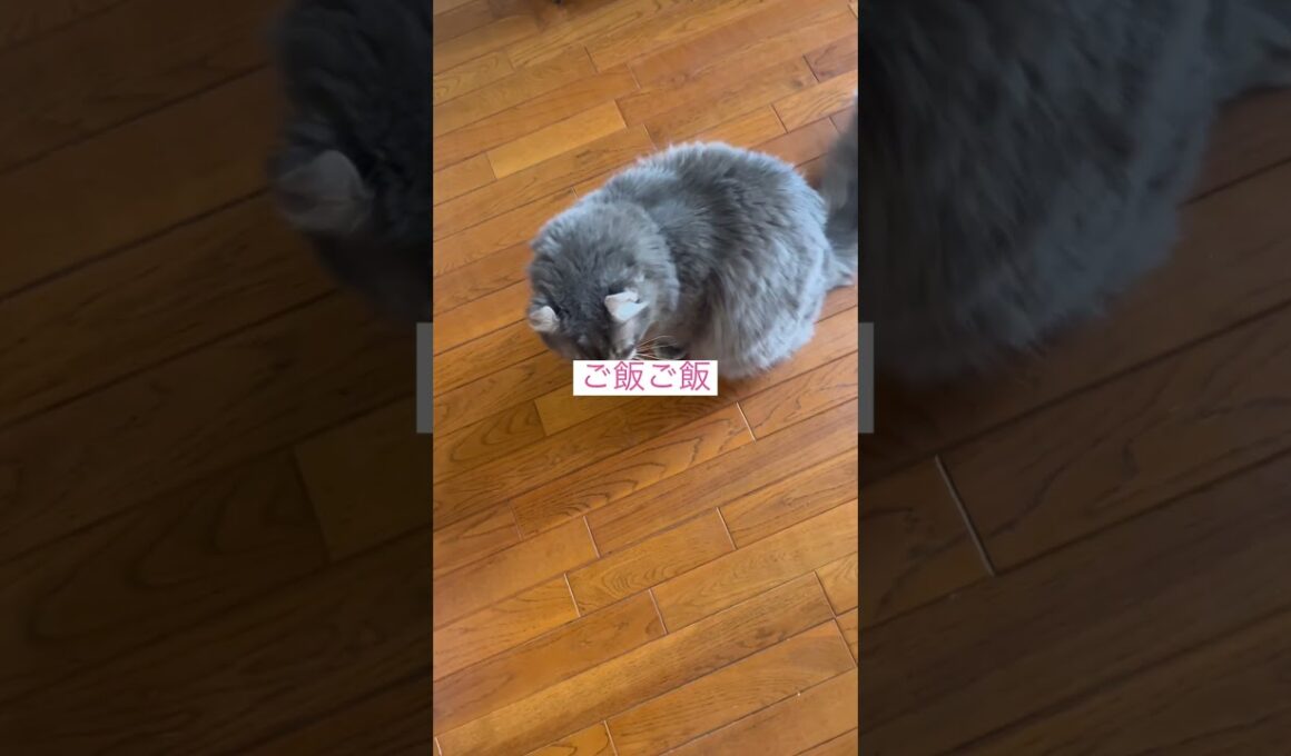 見ないで #ねこ動画 #アメリカンカール