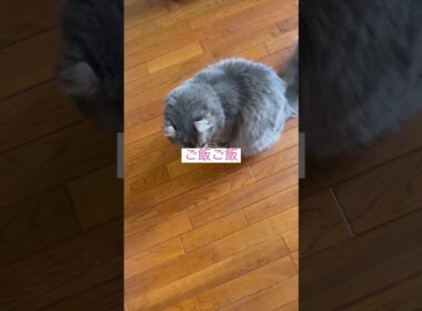 見ないで #ねこ動画 #アメリカンカール