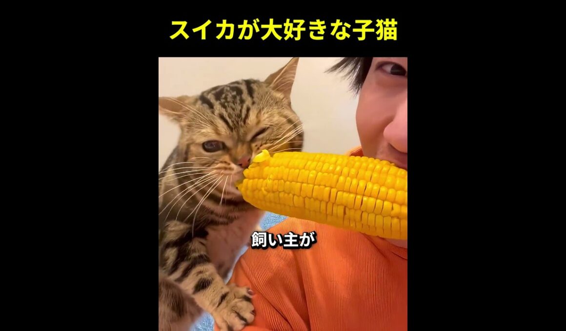 スイカが大好きな子猫 🐈🍉