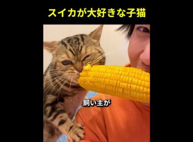 スイカが大好きな子猫 🐈🍉