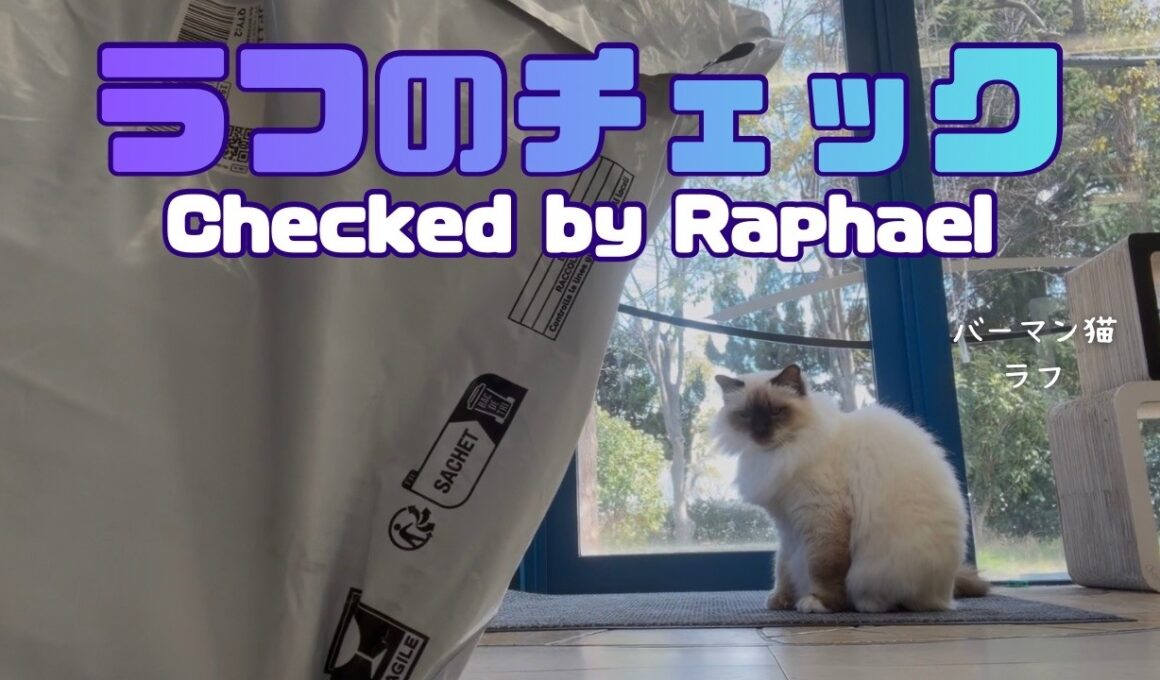 バーマン猫ラフ【ラフのチェック】Checked by Raphael（バーマン猫）Birman/Cat