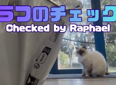 バーマン猫ラフ【ラフのチェック】Checked by Raphael（バーマン猫）Birman/Cat