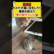 【爆速】カメが子猫に恋をした！？種族を超えた「愛の猛ダッシュ」✨ #shorts #ねこ #cat #保護猫 #カメ #爆速 #ほっこり #青山龍星