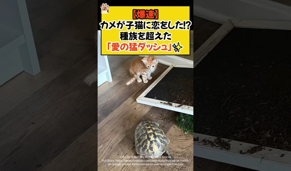 【爆速】カメが子猫に恋をした！？種族を超えた「愛の猛ダッシュ」✨ #shorts #ねこ #cat #保護猫 #カメ #爆速 #ほっこり #青山龍星
