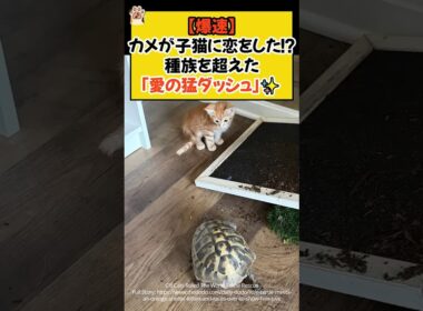 【爆速】カメが子猫に恋をした！？種族を超えた「愛の猛ダッシュ」✨ #shorts #ねこ #cat #保護猫 #カメ #爆速 #ほっこり #青山龍星