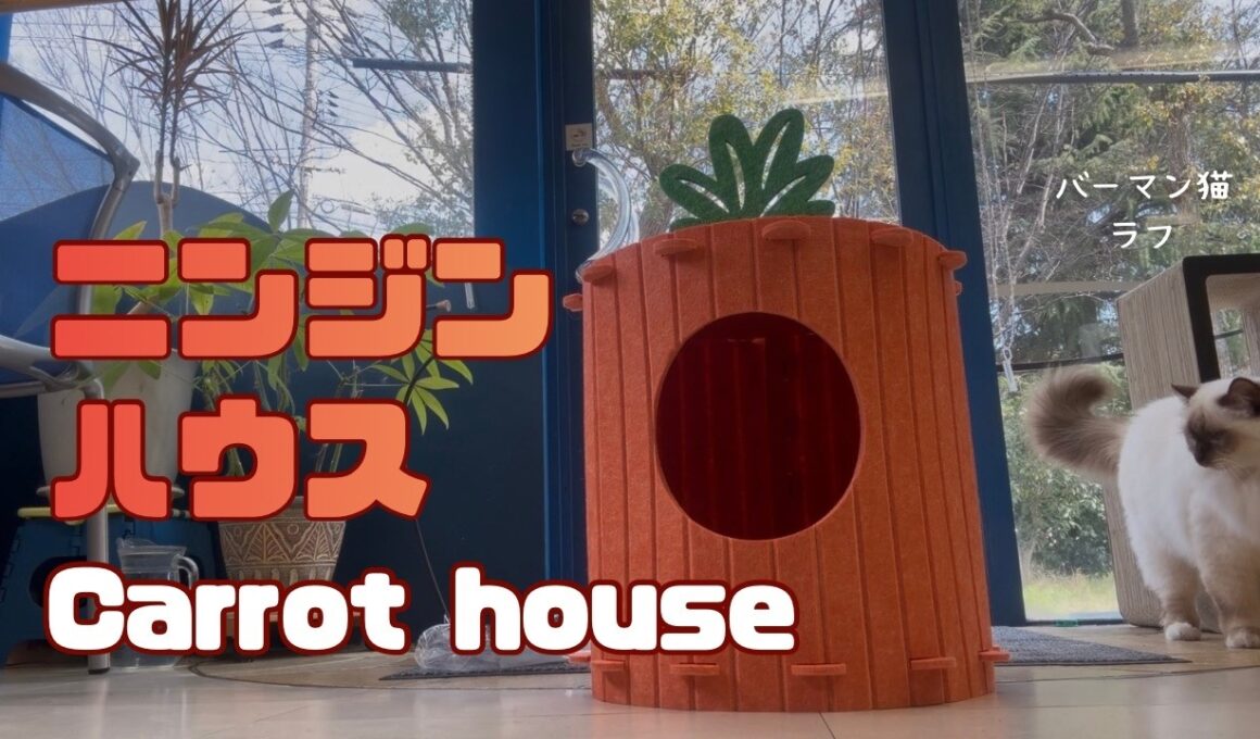 バーマン猫ラフ【ニンジンハウス】Carrot house（バーマン猫）Birman/Cat