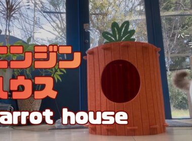 バーマン猫ラフ【ニンジンハウス】Carrot house（バーマン猫）Birman/Cat