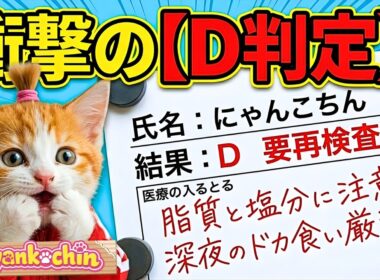 【衝撃のD判定】野菜を買うお金がない…絶望した金欠子猫が手を出した「謎の単発バイト」AI猫にゃんこちん