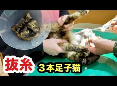 ３本足の子猫 抜糸する事になりました！