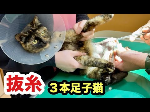 ３本足の子猫 抜糸する事になりました！