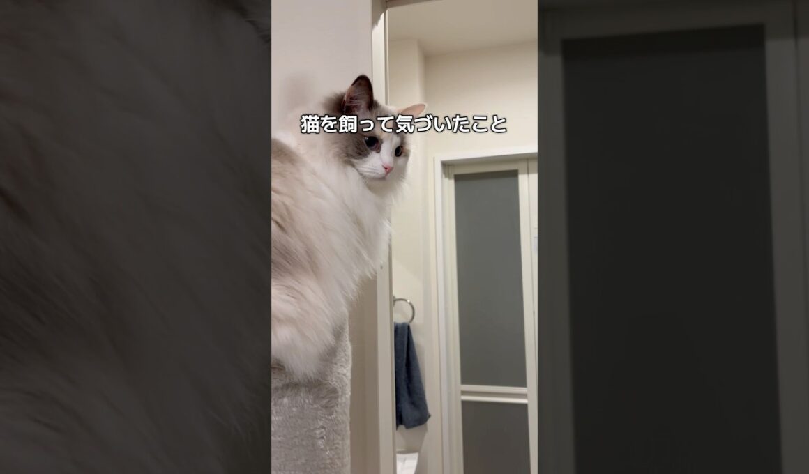 猫を飼って気づいたこと、共感したらいいね❤️‍🔥#shorts #cat #猫 #猫のいる暮らし #ラグドール