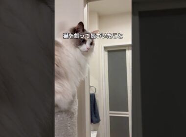 猫を飼って気づいたこと、共感したらいいね❤️‍🔥#shorts #cat #猫 #猫のいる暮らし #ラグドール