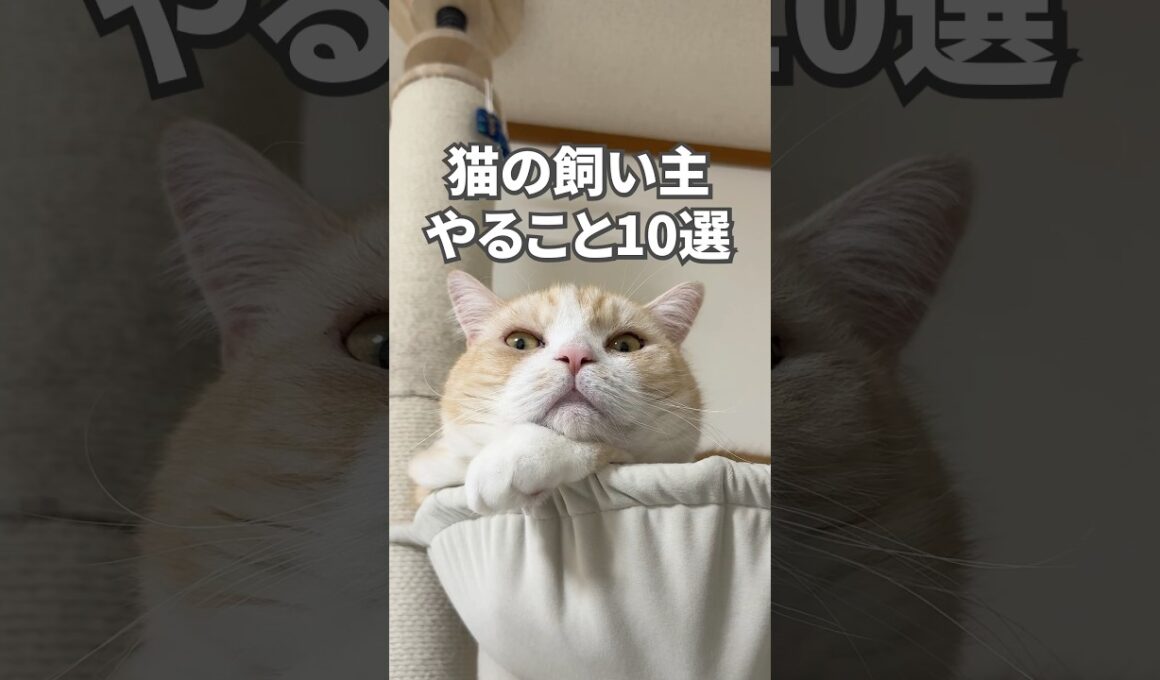 猫の飼い主やること10選　#猫 #猫動画 #ねこ #ねこ動画 #猫好きさんと繋がりたい #猫のいる暮らし #猫のいる生活 #猫あるある #子猫