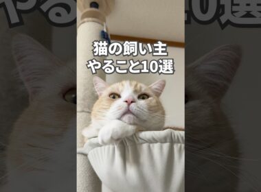 猫の飼い主やること10選　#猫 #猫動画 #ねこ #ねこ動画 #猫好きさんと繋がりたい #猫のいる暮らし #猫のいる生活 #猫あるある #子猫