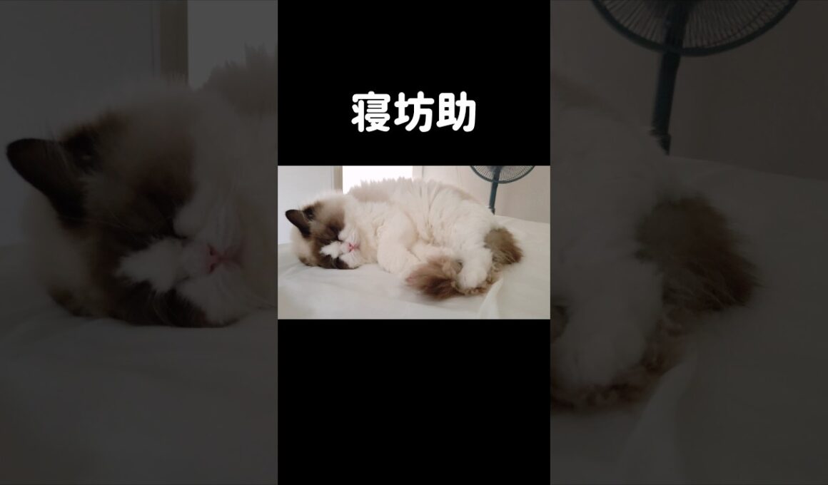 リアルタイム⏰️ #shorts #猫 #もふもふ #ラグドール #甘えん坊猫 #猫のいる暮らし