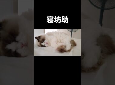 リアルタイム⏰️ #shorts #猫 #もふもふ #ラグドール #甘えん坊猫 #猫のいる暮らし