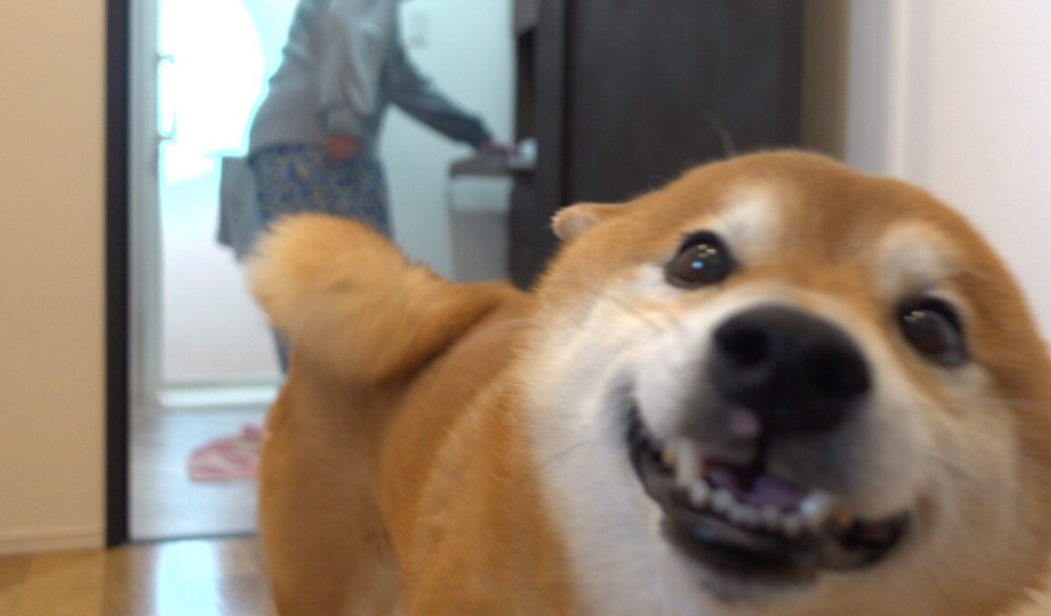 子猫の初シャワーで、柴犬がまさかの展開で笑わせてくれました