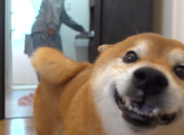 子猫の初シャワーで、柴犬がまさかの展開で笑わせてくれました