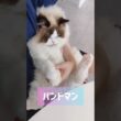 メルの朝は抱っこから🧸 #shorts #猫 #もふもふ #ラグドール #甘えん坊猫 #猫のいる暮らし