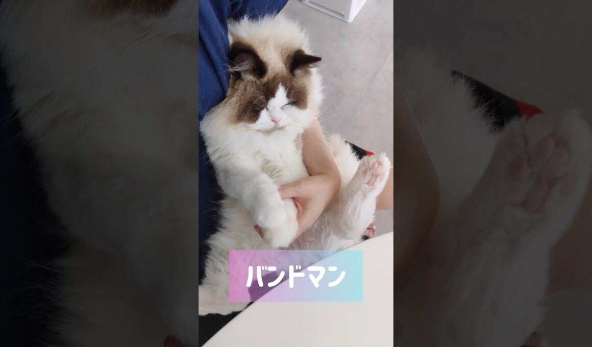 メルの朝は抱っこから🧸 #shorts #猫 #もふもふ #ラグドール #甘えん坊猫 #猫のいる暮らし