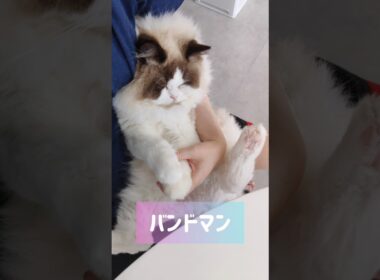 メルの朝は抱っこから🧸 #shorts #猫 #もふもふ #ラグドール #甘えん坊猫 #猫のいる暮らし