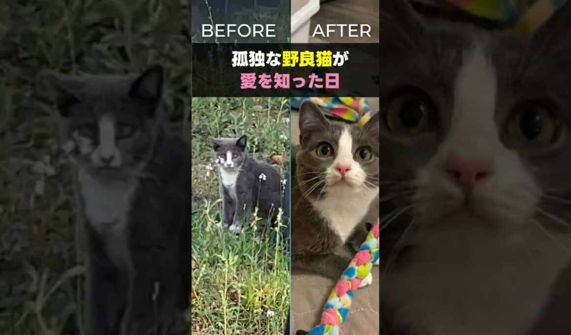 孤独な野良猫が愛を知った日