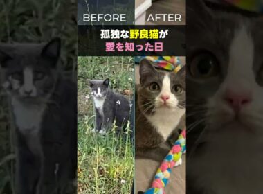 孤独な野良猫が愛を知った日