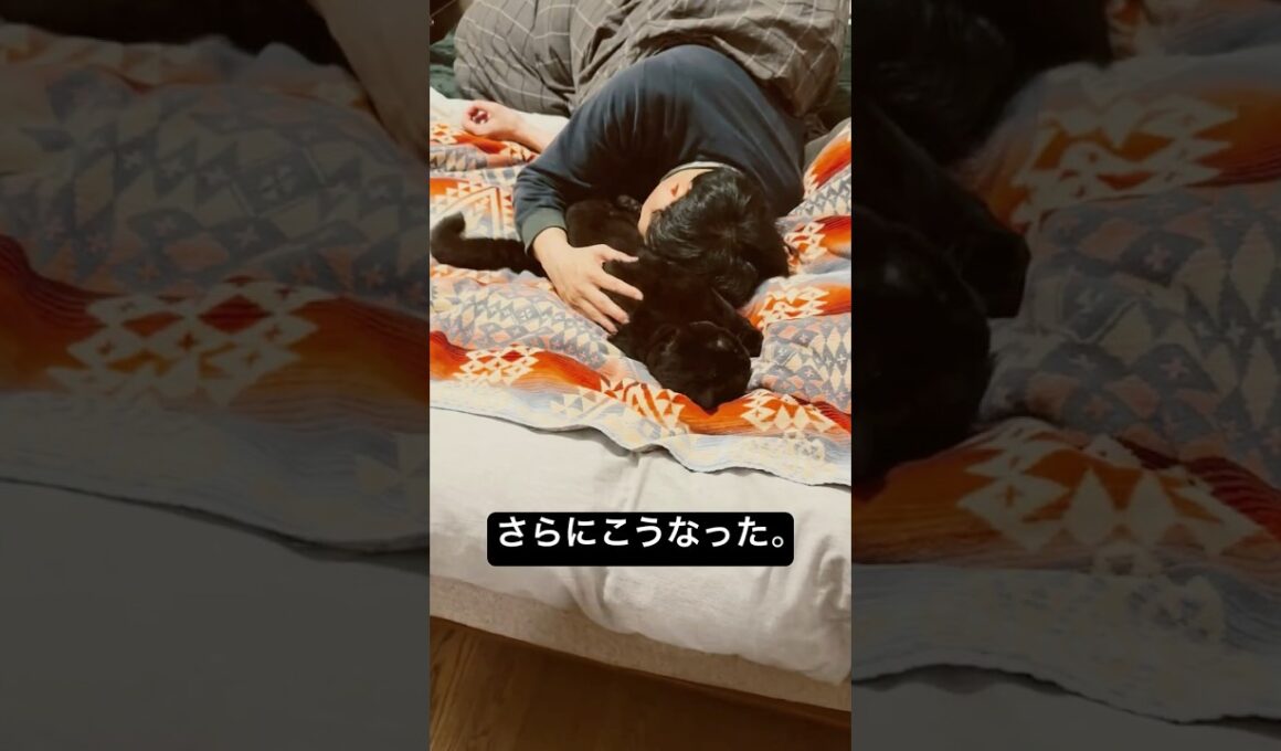 ベッドを占領する末っ子。 #猫のいる暮らし #cat #セルカークレックス #ブリティッシュショートヘア