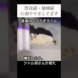 帰宅したらシャム母さんが居て、食後のくつろぎタイムだった。地域猫、野良猫にご飯場所を提供中。