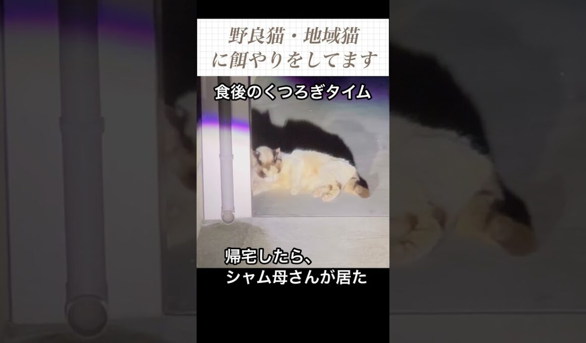 帰宅したらシャム母さんが居て、食後のくつろぎタイムだった。地域猫、野良猫にご飯場所を提供中。
