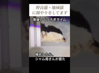 帰宅したらシャム母さんが居て、食後のくつろぎタイムだった。地域猫、野良猫にご飯場所を提供中。