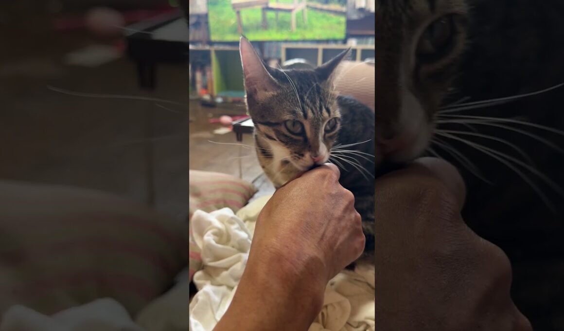 キジシロのルル「シャム雫、テレビに、ネコパンしていいんだよ」