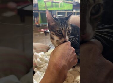 キジシロのルル「シャム雫、テレビに、ネコパンしていいんだよ」