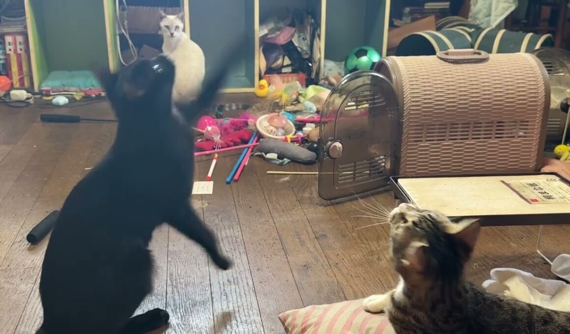 テレビに夢中なシャム雫。キジシロのルル、黒猫の黒夢に、ネコジャラシしても、気にもせず