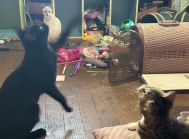 テレビに夢中なシャム雫。キジシロのルル、黒猫の黒夢に、ネコジャラシしても、気にもせず