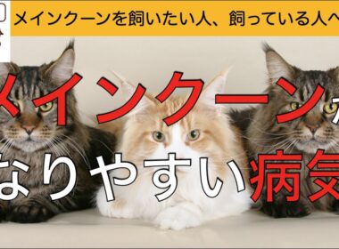 【獣医が教える】メインクーンがなりやすい病気４選　〜飼う前にこれだけは伝えたい〜