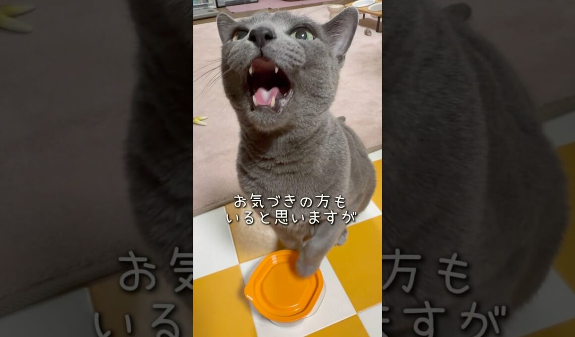 【ロシアンブルー】めろん少し痩せました🥺【猫】#shorts