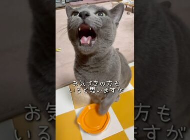 【ロシアンブルー】めろん少し痩せました🥺【猫】#shorts