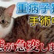10ヶ月になった心臓疾患の子猫 手術中に事態が急変しました【保護猫活動】