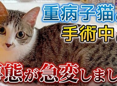 10ヶ月になった心臓疾患の子猫 手術中に事態が急変しました【保護猫活動】