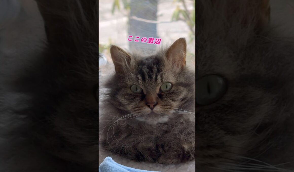 ここがぼくの特等席 #cat #猫のいる暮らし #猫 #スクーカム #shorts
