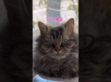 ここがぼくの特等席 #cat #猫のいる暮らし #猫 #スクーカム #shorts