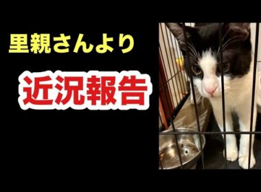 先住犬と初対面した子猫【里親さん近況報告】