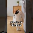 静かそうなのに、めちゃくちゃ話す猫😽…ジャパニーズボブテイル｜猫の雑学 #shorts #猫のいる暮らし #猫の雑学 #cat #猫好きさんと繋がりたい