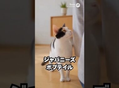 静かそうなのに、めちゃくちゃ話す猫😽…ジャパニーズボブテイル｜猫の雑学 #shorts #猫のいる暮らし #猫の雑学 #cat #猫好きさんと繋がりたい