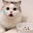 カリカリが６粒しかなかった時の猫の反応がこちら…