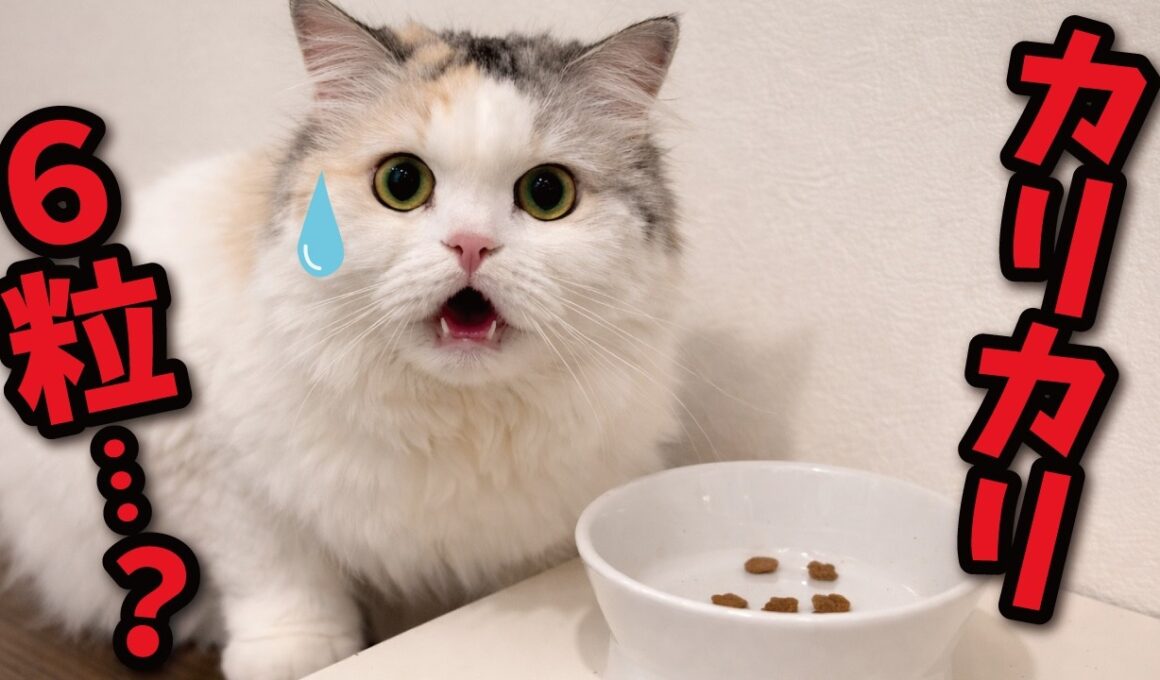 カリカリが６粒しかなかった時の猫の反応がこちら…